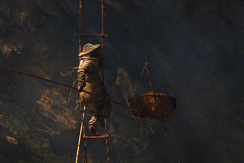Illustration for article titled Stunning photos show the ancient tradition of honey hunting in Nepal